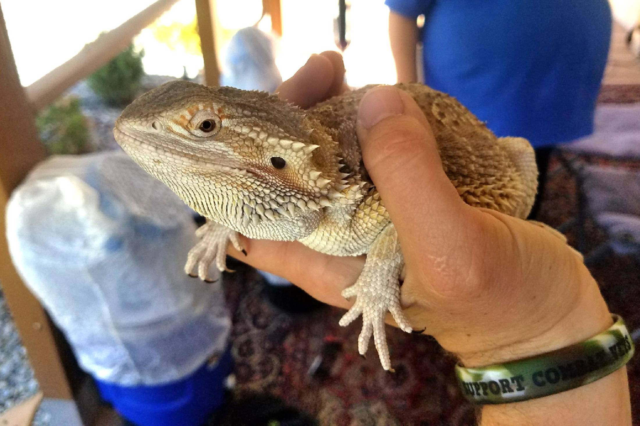 Bearded Dragon CR: Riverside County Department of Animal Services
