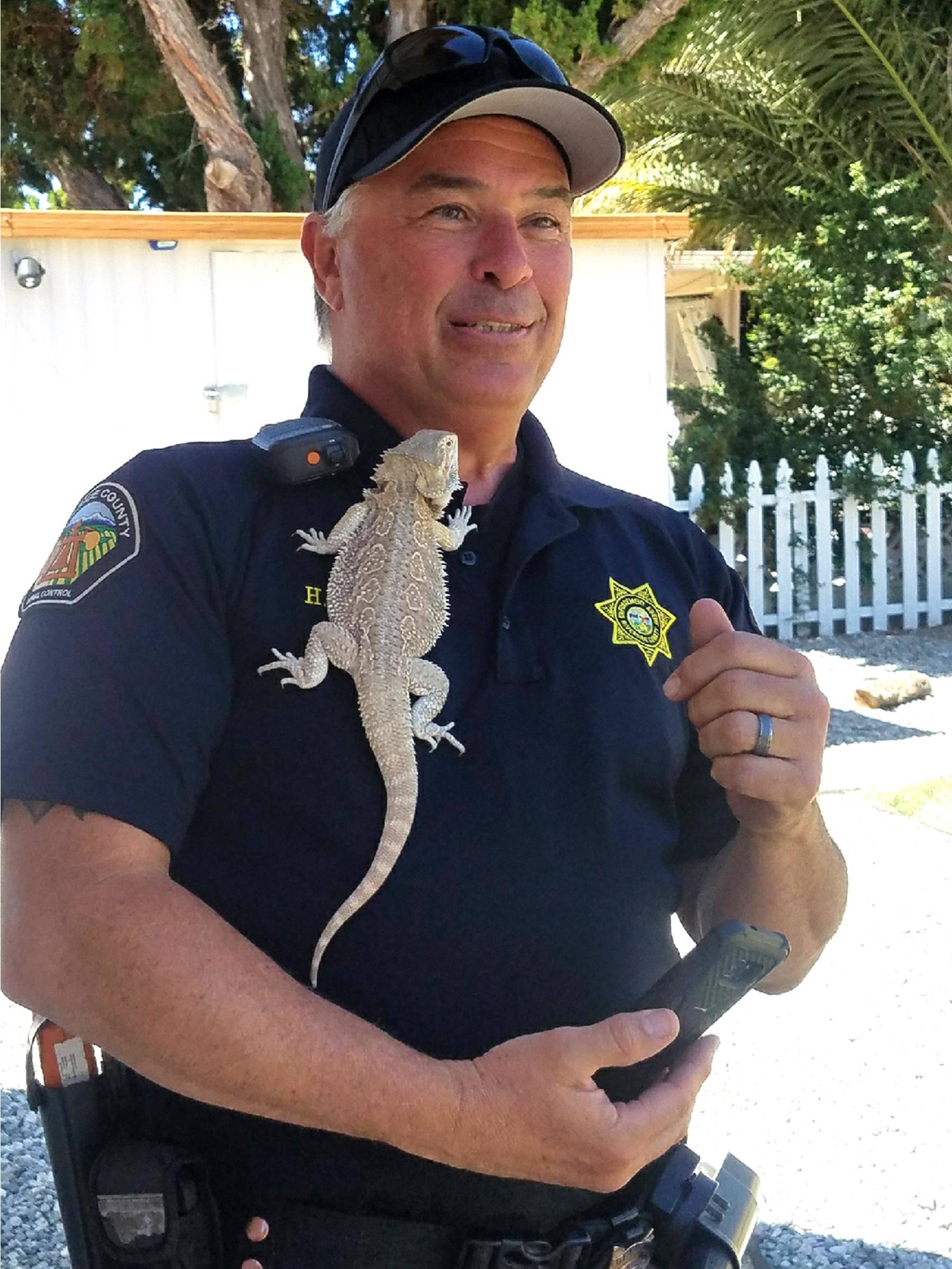 Bearded Dragon CR: Riverside County Department of Animal Services
