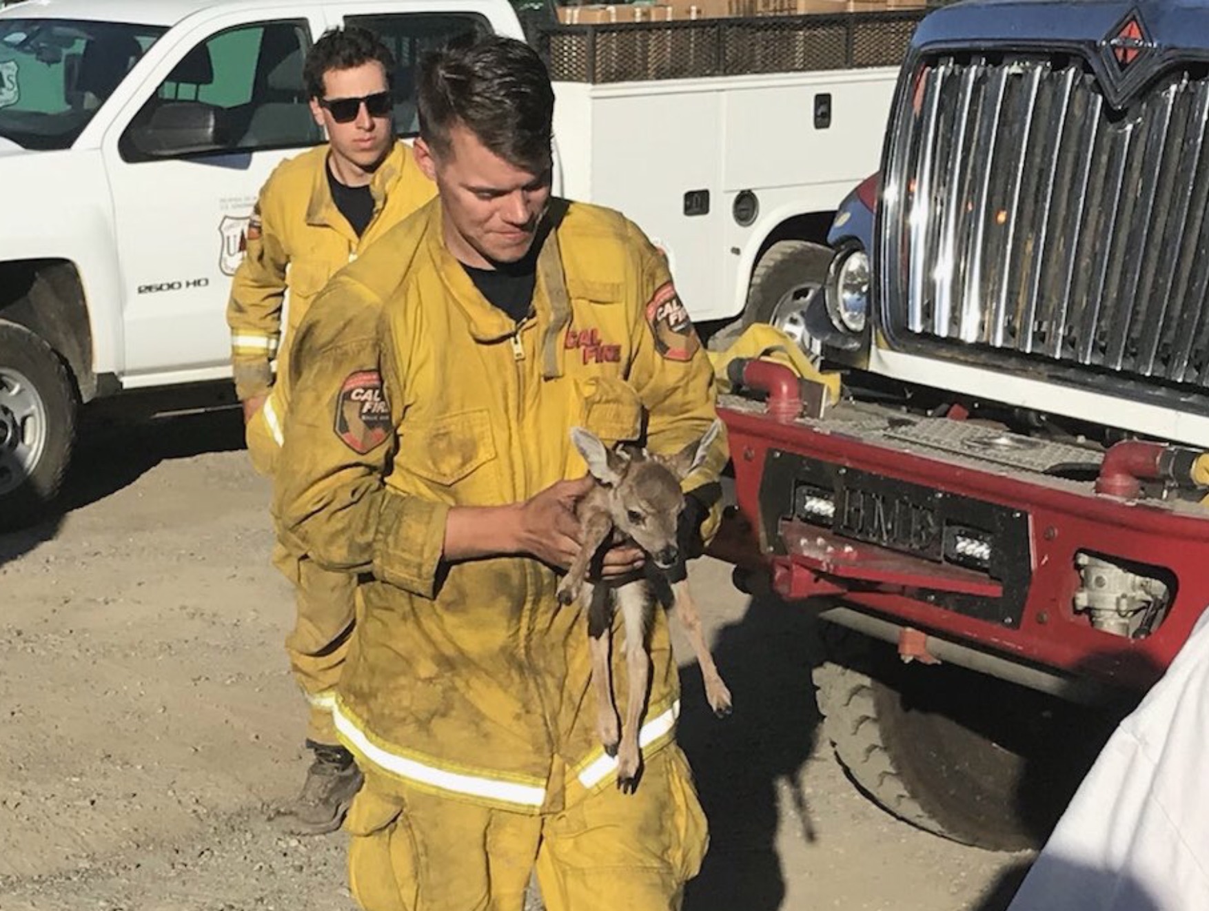 fighter rescue baby fawn wildfire