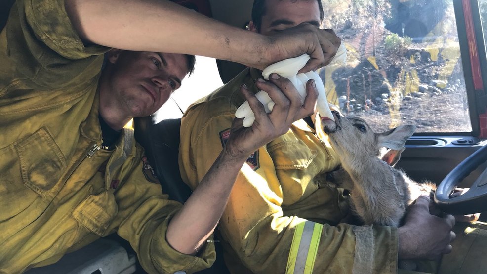 firefighter rescue baby fawn wildfire