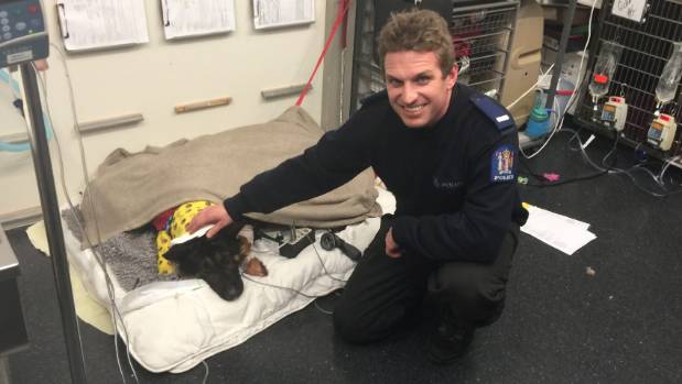 police dog stabbed and saved blood transfusion