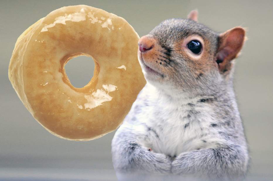 squirrel donut stolen police anchorage