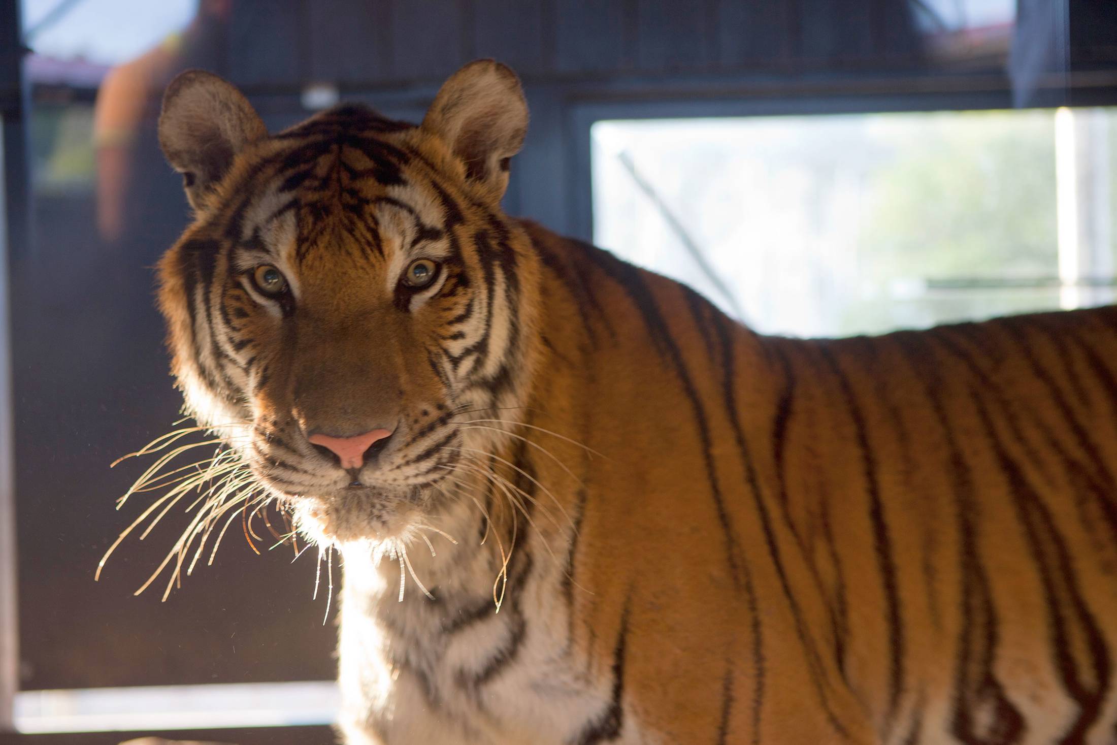 tiger circus rescue