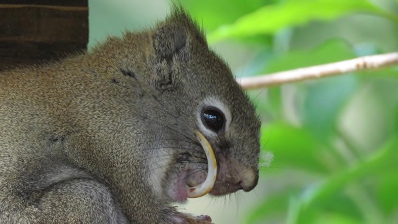 toothy squirrel bucky