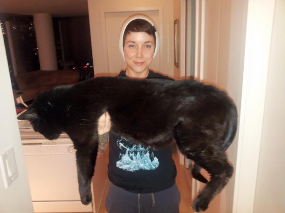 big black house cat