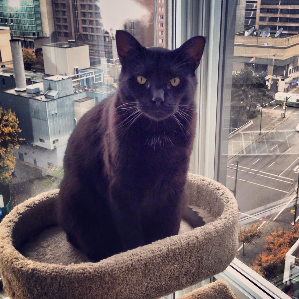 Meet Diesel, The Screaming 25lb House Cat Celebrity Pet Worth