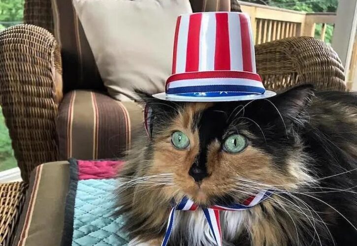Michigan Town Elects Cat As Mayor
