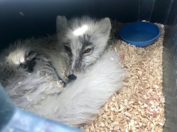 arctic fox Labrador rescue 