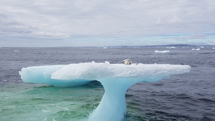 arctic fox Labrador rescue 