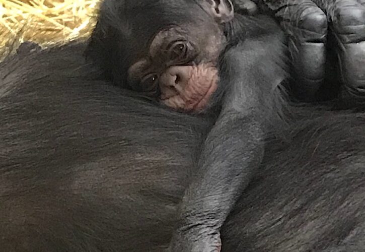 Baby Chimp Born on National Chimp Day Named After Iconic Scientist
