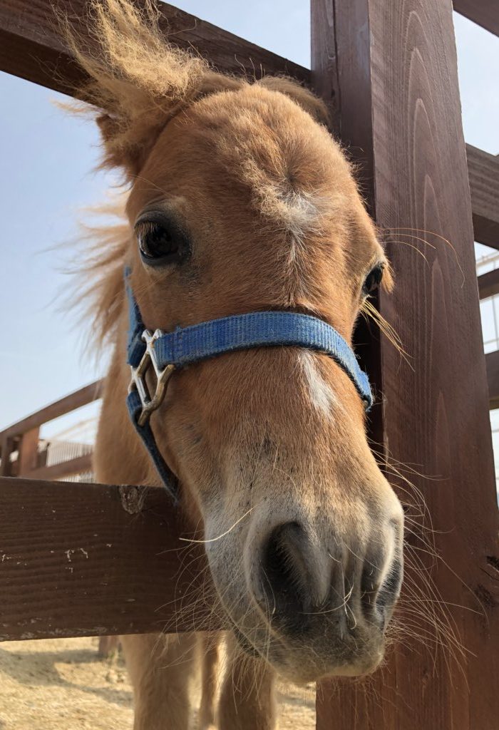 baby horse rooftop