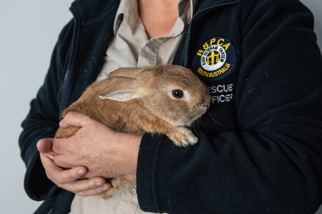 bunny bomb australia