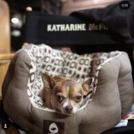 Katharine McPhee's pet Larry