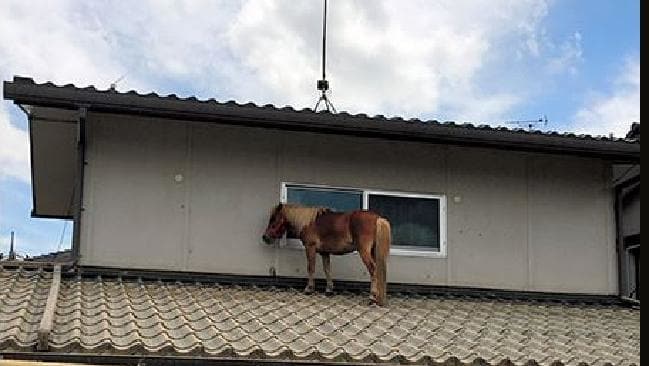 Missing Mini Horse Found On Roof In Japan