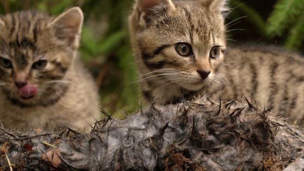 2 Scottish Wildcats AKA The Rarest Kittens In The World Rescued