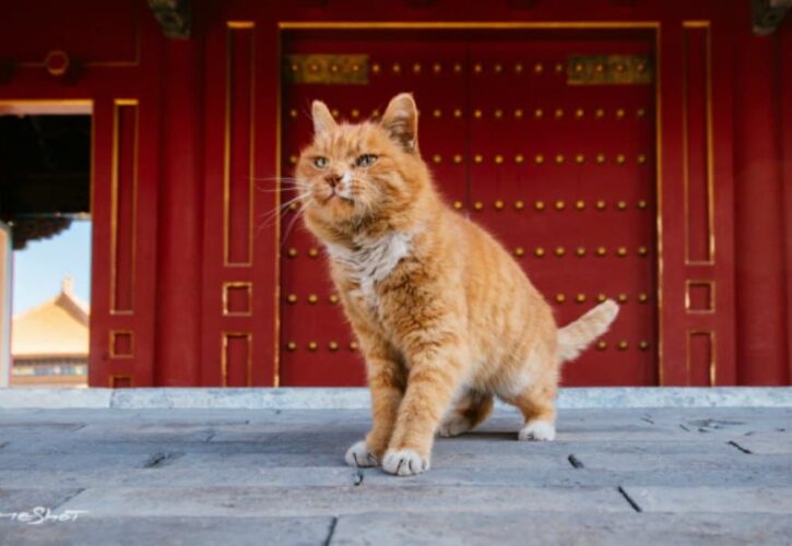 Baidianr Psychic Cat Predicts World Cup Winners Dies