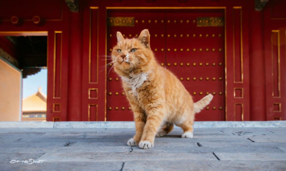 World Cup cat 