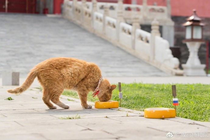 World Cup baidainr cat museum