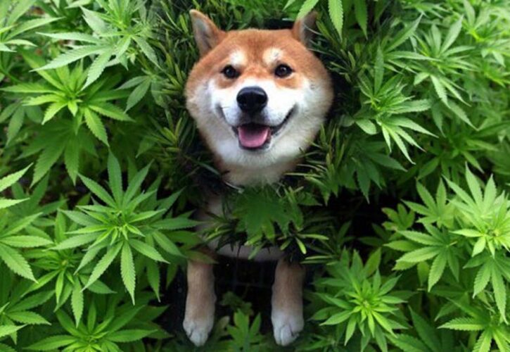 Marijuana For Your Dog? The Rise of Cannabis Pet Products