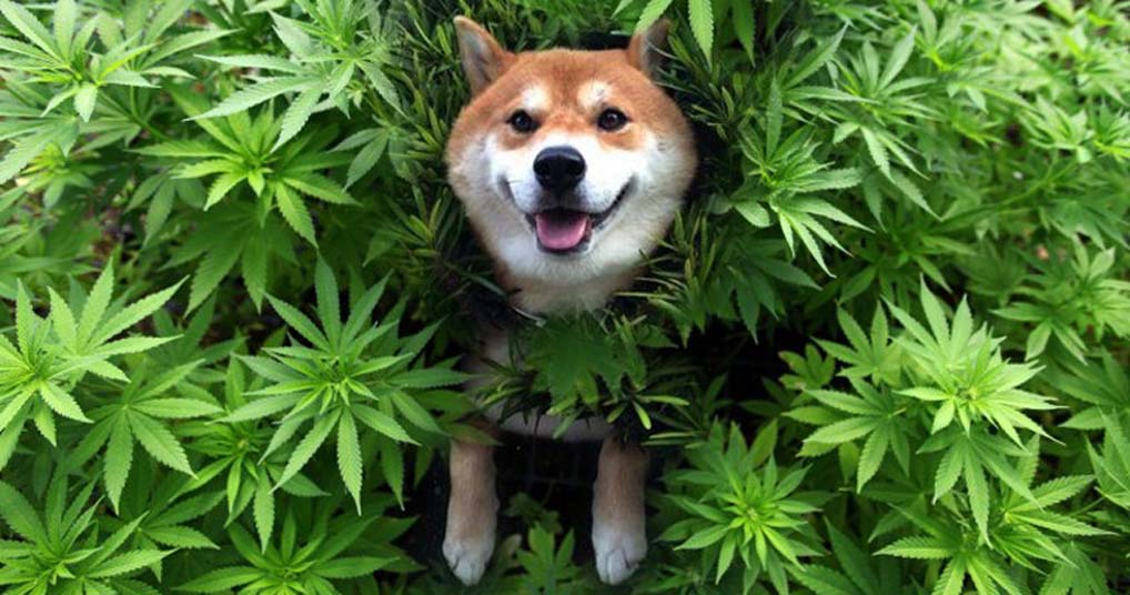 CBD dog