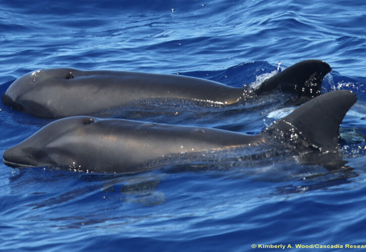 Dolphin-Whale Hybrid Discovered & It's Hella Cute