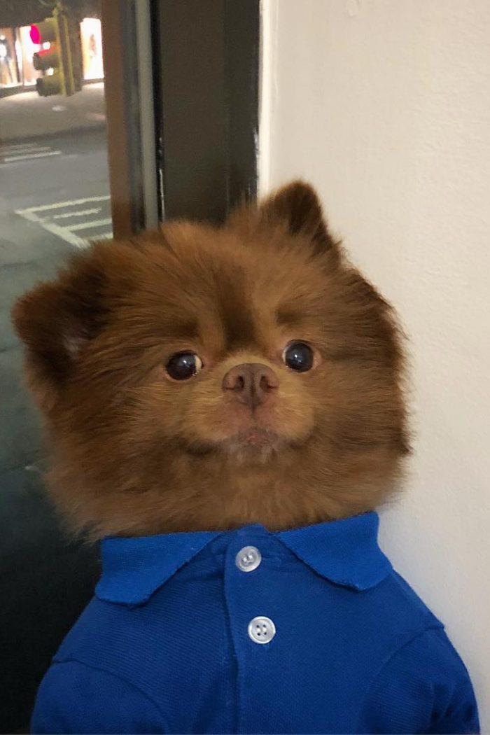 bertiebertthepom