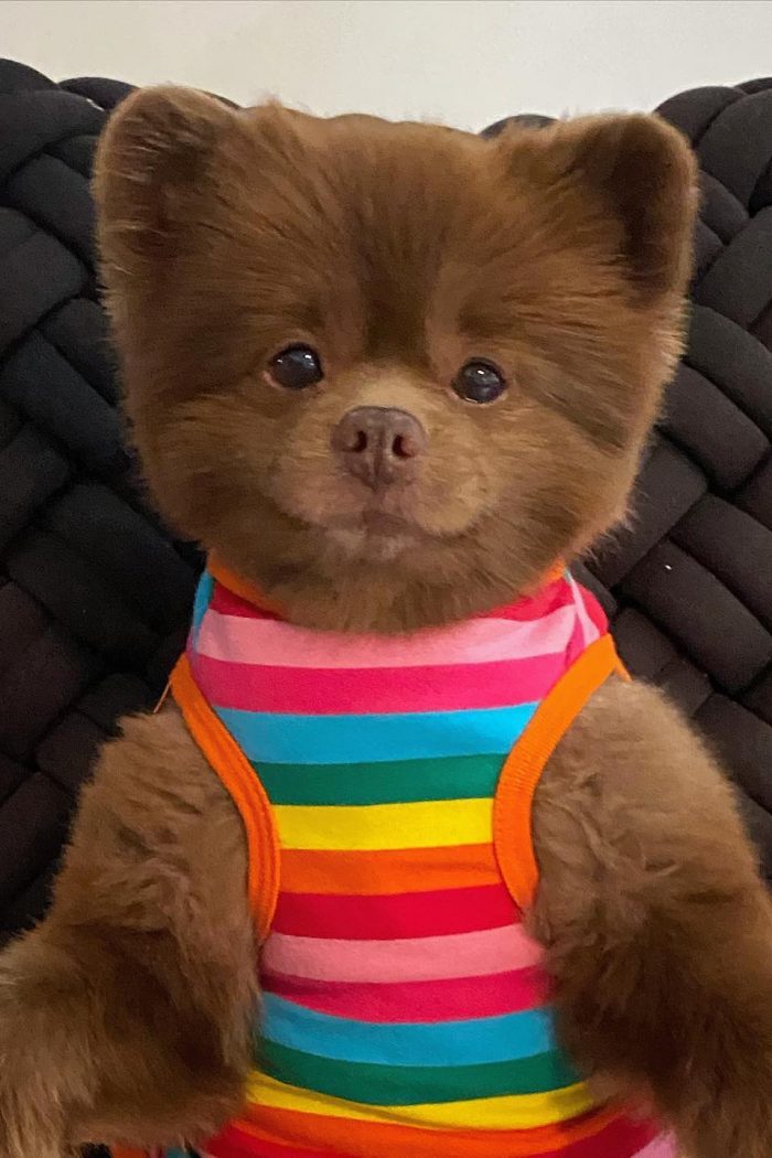 bertiebertthepom