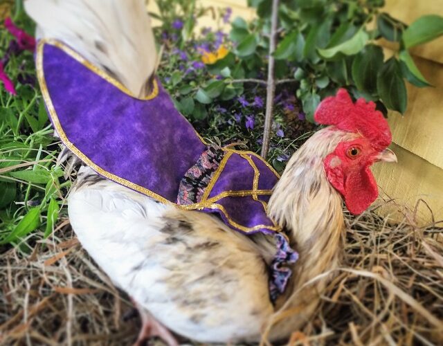 Chicken Fashion: Diapers, Saddles, & Tutu's for Poultry by Pampered Poultry