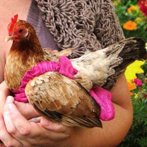 pamperedpoultry