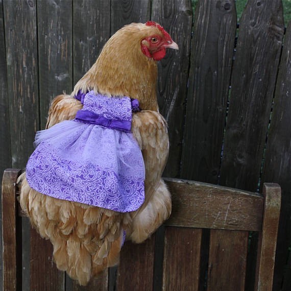 pamperedpoultry
