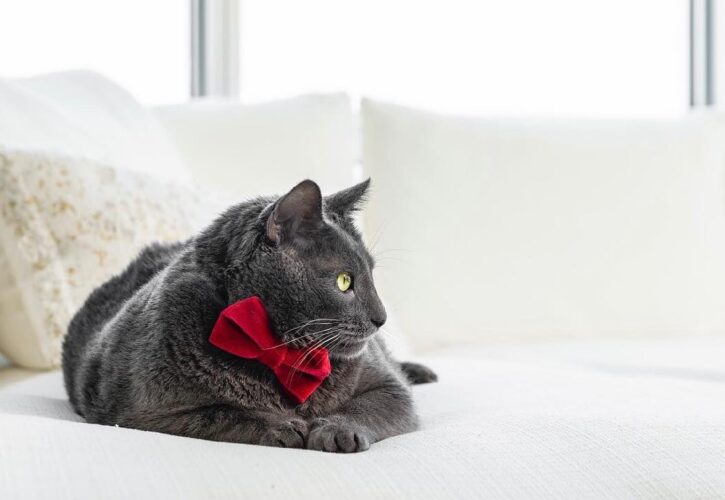 Bruno Bartlett: Thicc IG Cat Celeb Who Became a Viral Sensation