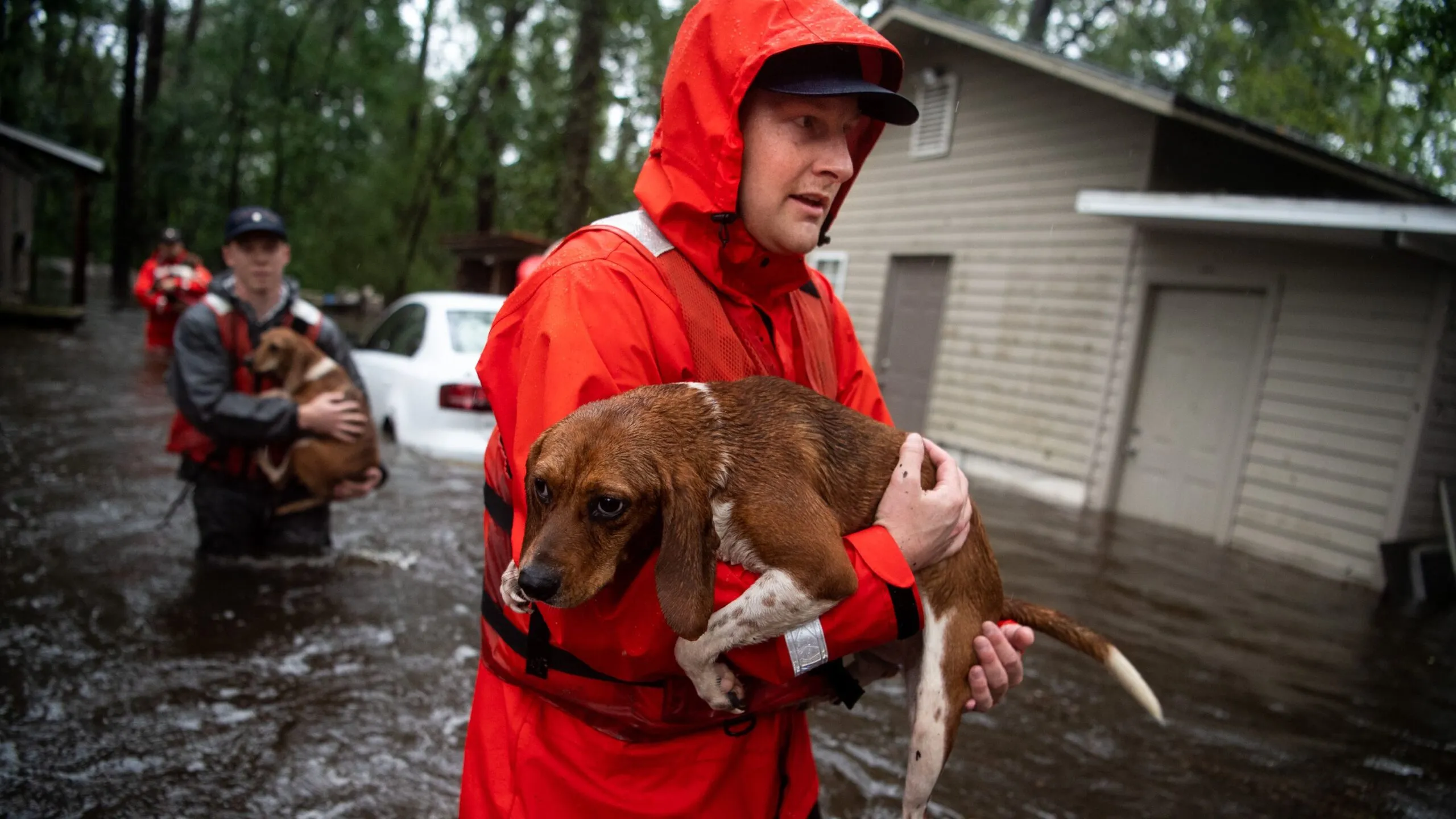 10 Beagles Rescued by Coast Guard from Hurricane Florence - Celebrity Pets