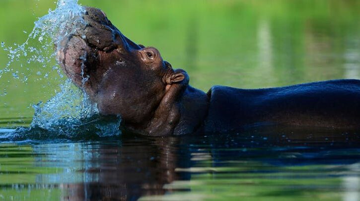 Pablo Escobar's Cocaine Hippos Are Running Their Own Ecological Experiment