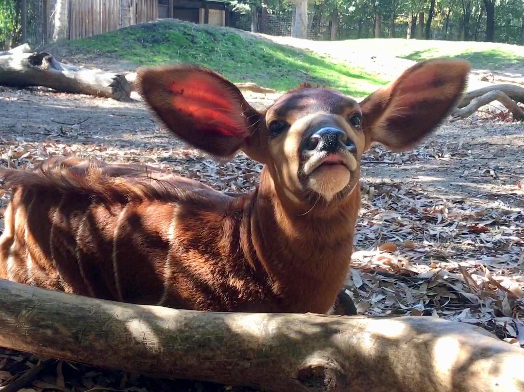 Sacramento Zoo