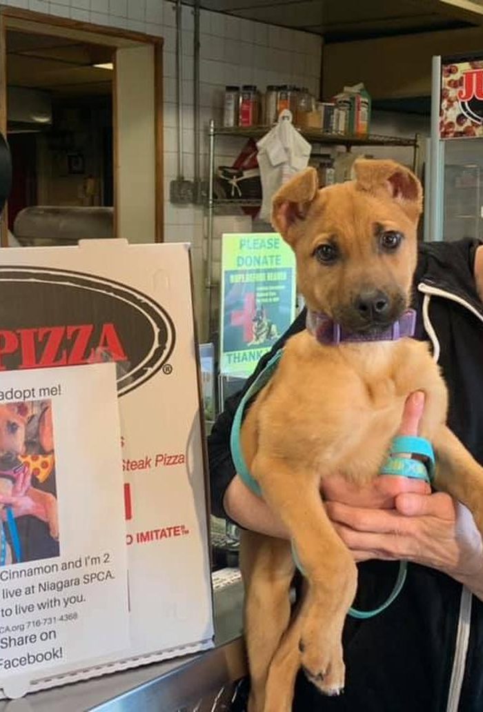 Restaurant Puts Adoptable Dogs on Pizza Boxes 