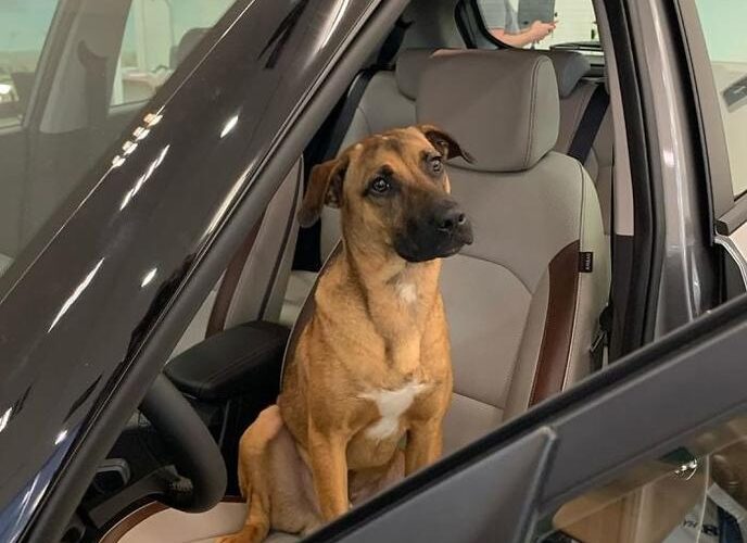 Dealership Hires Stray Dog as Employee of the Month
