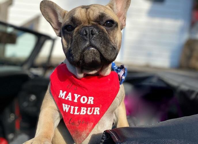 French Bulldog The Mayor of Kentucky Town