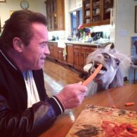 Arnold Schwarzenegger's pet Whiskey the Mini Horse