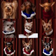 Demi Moore's pet 10 Rescue Dogs