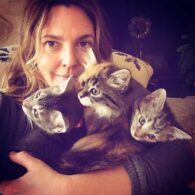Drew Barrymore's pet Lucky, Peach, and Fern
