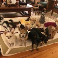 Photo of all the dogs Demi Moore has adopted