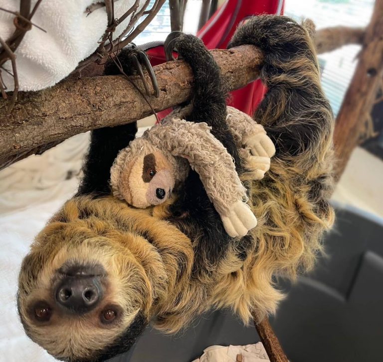 Pregnant Sloth at Cincinnati Zoo Gets Stuffed Animal to Prep for ...