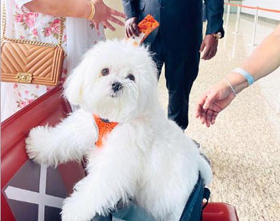 Dog Enjoys Entire Air India Business Class Cabin For Private Flight