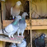 Martha Stewart's pet Pigeons