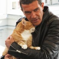 Antonio Banderas' pet Cats