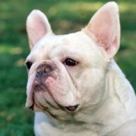 Rita Wilson's pet French Bulldog