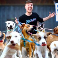 MrBeast (Jimmy Donaldson)'s pet Adopted Every Dog