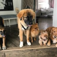 Kyle Richards' pet Luna, Bambi, Romeo, River, Storm, and the late Khloe