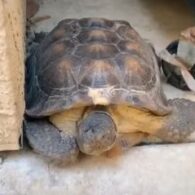 LilHuddy's pet Turtle