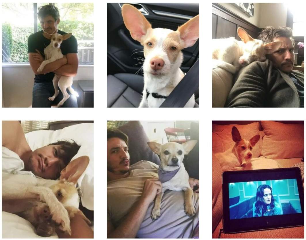Photos of Pedro Pascal and his foster dog named Edgar